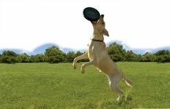 Kong Extreme Flyer 7 Kong Extreme Flyer -Hond winkel 0035585123189 1