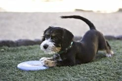 Kong Puppy Flyer Assorti 7 Kong Puppy Flyer Assorti -Hond winkel 0035585131160 met hond