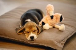 Beeztees Puppy Flamingo Mick Roze -Hond winkel 0619142 sfeer1