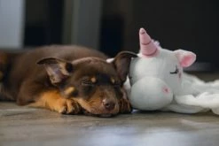 Beeztees Puppy Knuffeldoek Unicorn M -Hond winkel 0619491 sfeer3