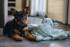 Beeztees Puppy Knuffeldoek Draak M -Hond winkel 0619493 sfeer2