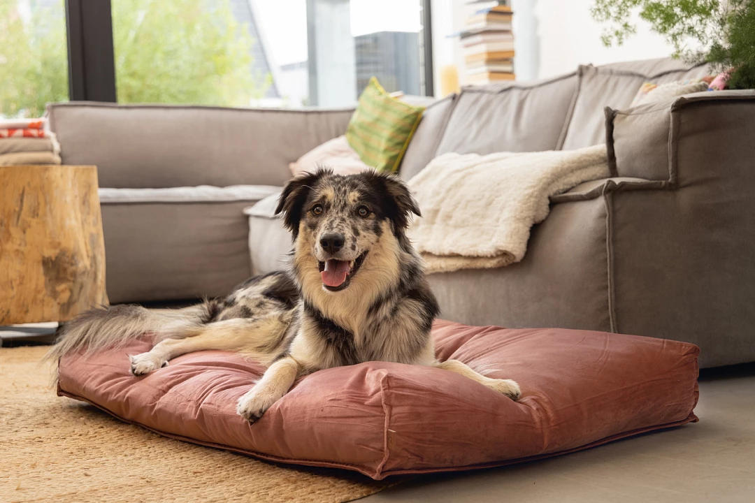 Designed By Lotte Ligkussen Nalino Roze 4 Designed By Lotte Ligkussen Nalino Roze - Afbeelding 2