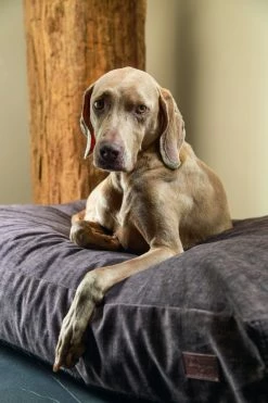 Designed By Lotte Hondenkussen Unnay Bruin -Hond winkel 0716075 sfeer1