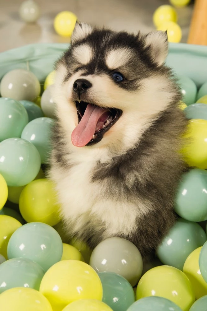 Beeztees Puppy Ballenbad Funchie Grijs/groen 6 Beeztees Puppy Ballenbad Funchie Grijs/groen - Afbeelding 4