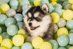 Beeztees Puppy Speelballen Voor Ballenbad 200 St -Hond winkel 0795860 sfeer3