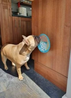 Lickimat Splash Turquoise 19 Cm -Hond winkel Lickimat 3