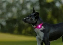 Orbiloc Safety Light Dog Dual Roze -Hond winkel Orbiloc 1xBorder Collie Pink HR