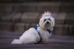 Orbiloc Safety Light Dog Dual Blauw -Hond winkel Orbiloc 1xCoton de Tulear City