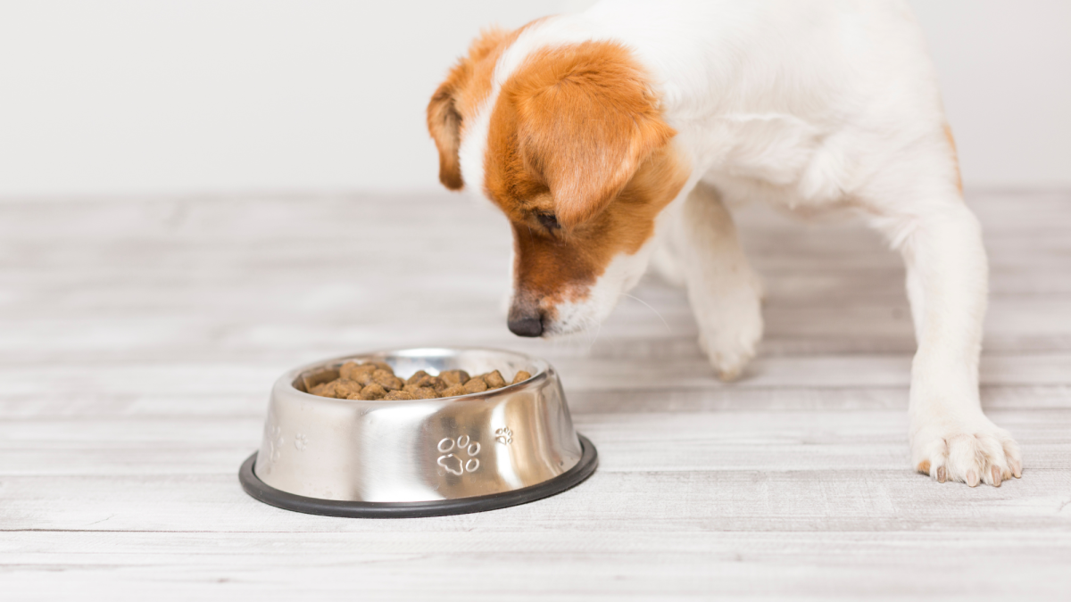 Hond winkel 15 Hond winkel -Hond winkel cancer dog food