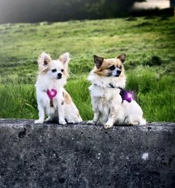 Orbiloc Safety Light Dog Dual Paars 8 Orbiloc Safety Light Dog Dual Paars -Hond winkel orbiloc dog dual pink purple 1 HR