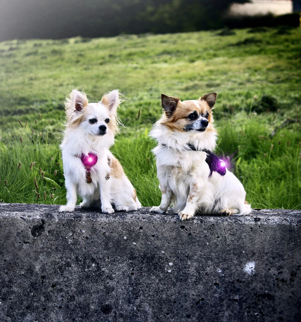 Orbiloc Safety Light Dog Dual Paars 5 Orbiloc Safety Light Dog Dual Paars - Afbeelding 3