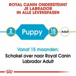 Royal Canin Hondenvoer Labrador Retriever Puppy 12 Kg 9 Royal Canin Hondenvoer Labrador Retriever Puppy 12 Kg -Hond winkel royal canin labrador retriever junior pup hond labrador retriever hero image 9