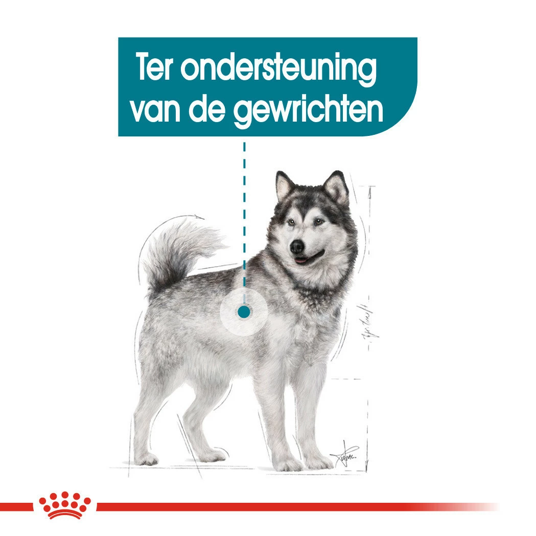 Royal Canin Hondenvoer Joint Care Maxi 10 Kg 6 Royal Canin Hondenvoer Joint Care Maxi 10 Kg - Afbeelding 4