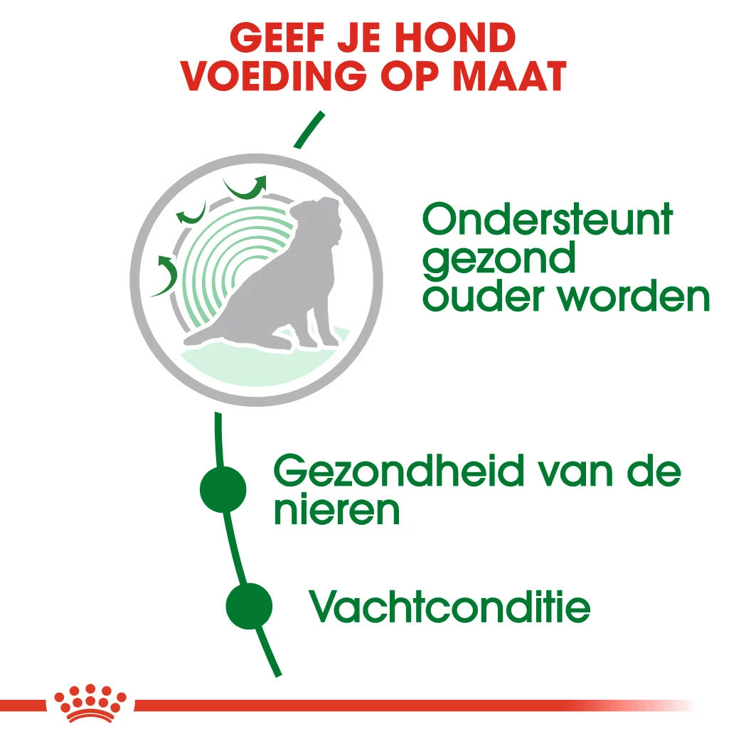 Royal Canin Hondenvoer Mini Ageing 12+ 3,5 Kg 5 Royal Canin Hondenvoer Mini Ageing 12+ 3,5 Kg - Afbeelding 3